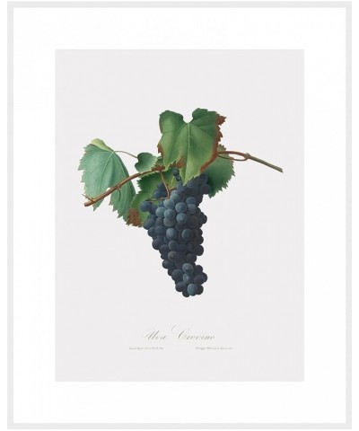 Uva Crovino - Grape White frame 30x40 $64.78 Designer