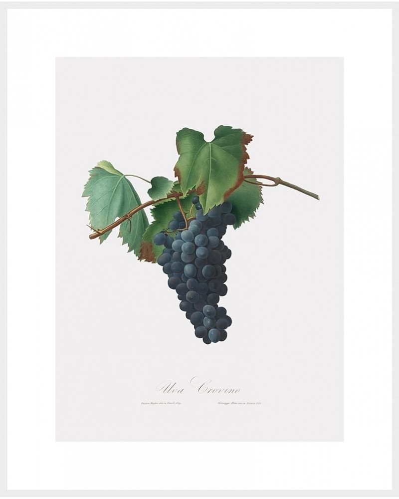 Uva Crovino - Grape White frame 30x40 $64.78 Designer