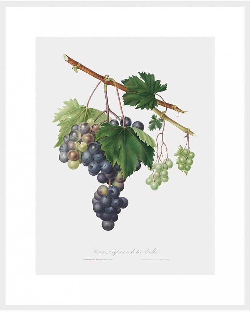 Uva Trifera - Grape from Ischia White frame 24x32 $44.53 Designer