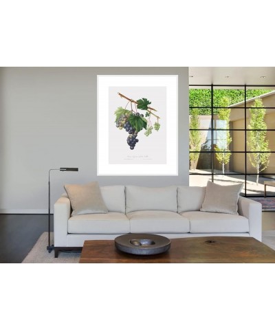 Uva Trifera - Grape from Ischia White frame 24x32 $44.53 Designer