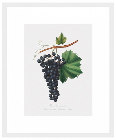 Uva Berzemina - Grape White frame 12x16 $36.43 Designer