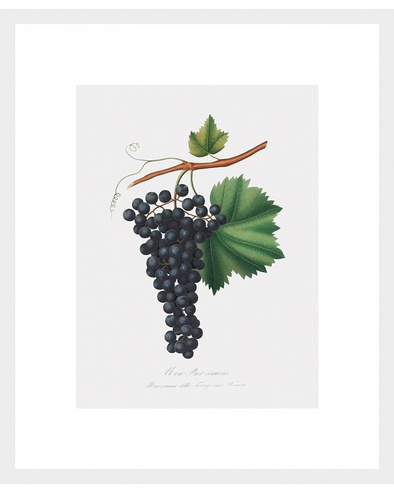 Uva Berzemina - Grape White frame 12x16 $36.43 Designer