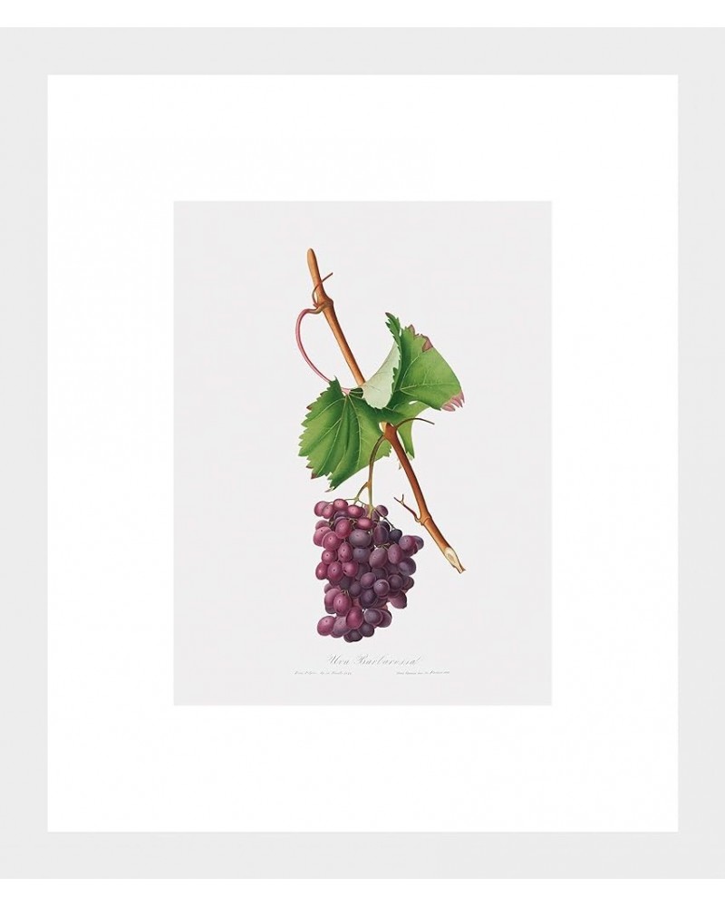 Uva Barbarossa - Grape Barberossa White frame 6x8 $185.83 Rectangular