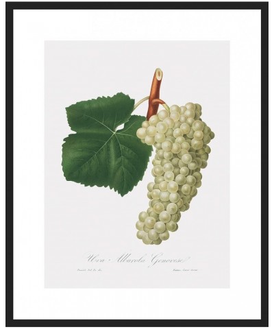 Uva Albarola Genovese - White Grape Black frame 18x24 $112.18 Rectangular