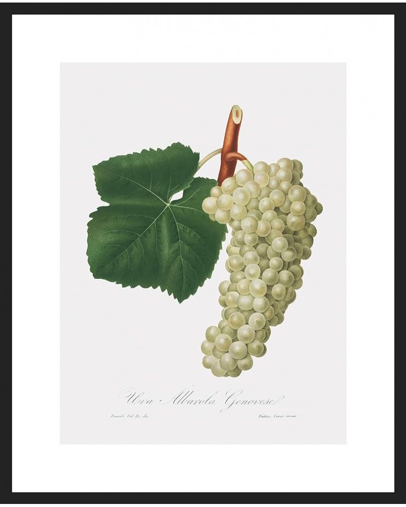 Uva Albarola Genovese - White Grape Black frame 18x24 $112.18 Rectangular