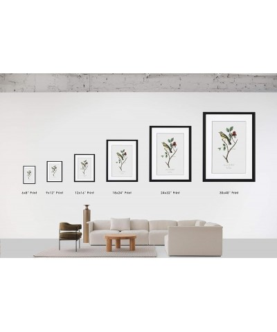 Uva Albarola Genovese - White Grape Black frame 18x24 $112.18 Rectangular