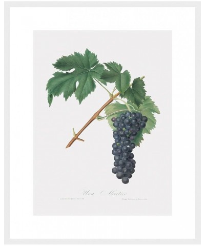 Uva Aleatico - Black Aleatico Grape White frame 18x24 $35.98 Designer