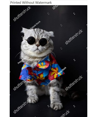 Wall Art Poster Print of Scottish Fold Cat are Wear Sunglass and Shirt in Concept Summer on The Black Background. Portrait Sc...