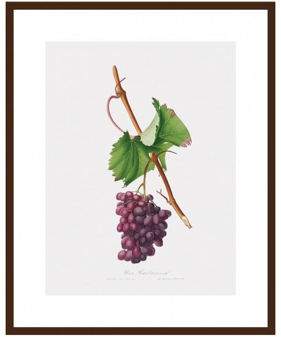 Uva Barbarossa - Grape Barberossa Walnut frame 18x24 $97.00 Rectangular