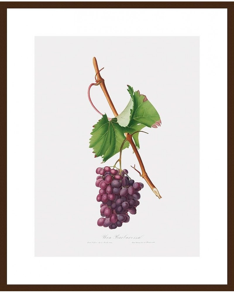 Uva Barbarossa - Grape Barberossa Walnut frame 18x24 $97.00 Rectangular