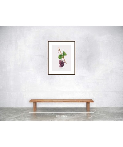 Uva Barbarossa - Grape Barberossa Walnut frame 18x24 $97.00 Rectangular