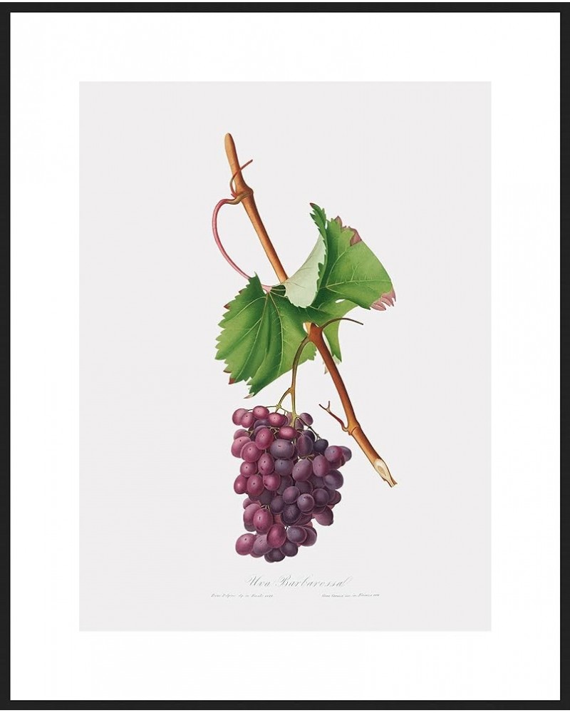 Uva Barbarossa - Grape Barberossa Black frame 30x40 $141.88 Rectangular