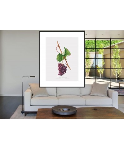 Uva Barbarossa - Grape Barberossa Black frame 30x40 $141.88 Rectangular