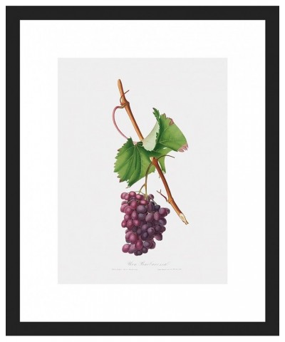 Uva Barbarossa - Grape Barberossa Black frame 9x12 $223.00 Rectangular