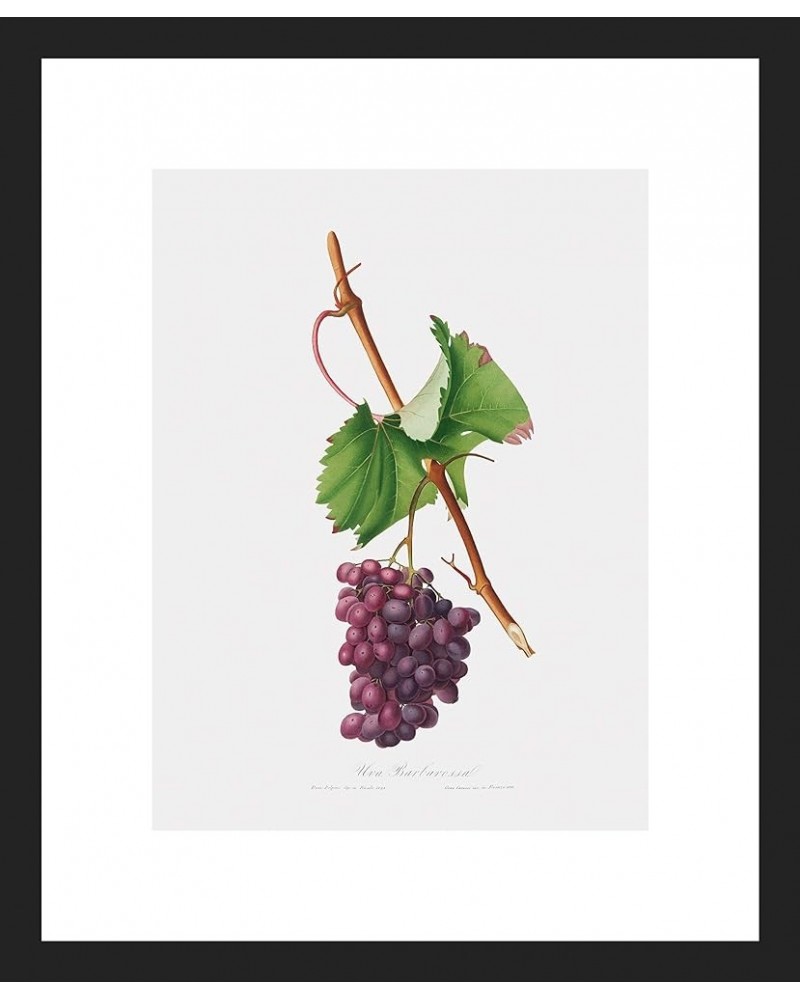 Uva Barbarossa - Grape Barberossa Black frame 9x12 $223.00 Rectangular