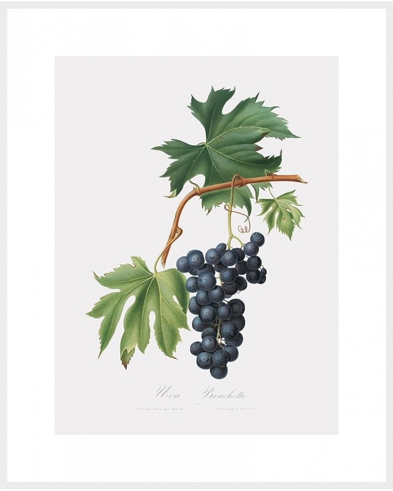 Uva Brachetto - Grape White frame 30x40 $32.38 Designer