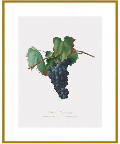 Uva Crovino - Grape Gold frame 30x40 $131.98 Rectangular