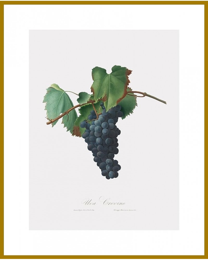 Uva Crovino - Grape Gold frame 30x40 $131.98 Rectangular