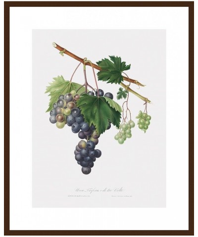 Uva Trifera - Grape from Ischia Walnut frame 18x24 $122.08 Rectangular