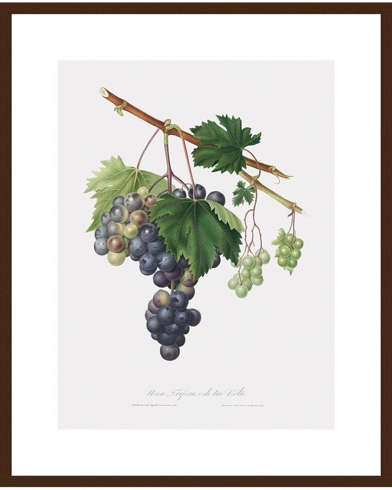 Uva Trifera - Grape from Ischia Walnut frame 18x24 $122.08 Rectangular